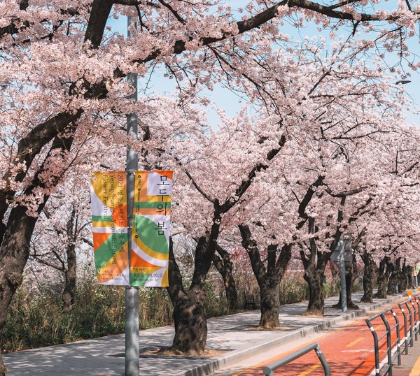 오프라인 프로그램 '봄꽃산책' 한적한 벚꽃길 / 사진=영등포문화재단 제공